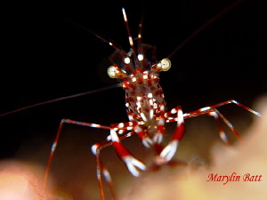 Urocaridella sp 2. Wonderful find in a tiny crack on Kirb... by Marylin Batt 